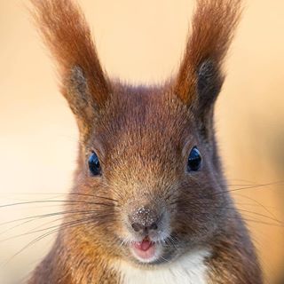 Cruel pet otter craze fuelled by Japanese otter cafes and social media